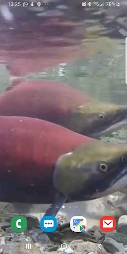 Fish Live Wallpaper screenshot 1