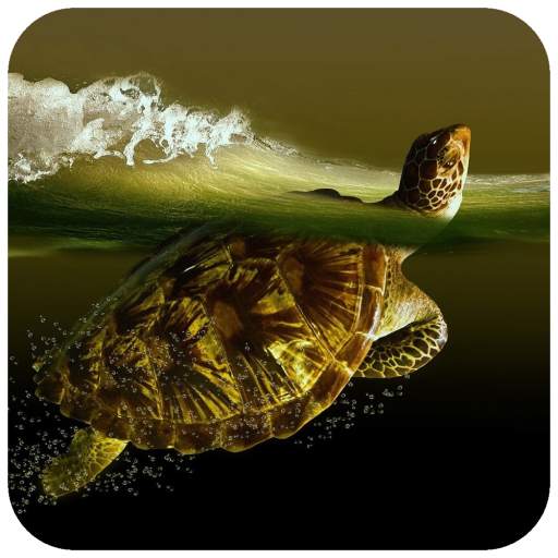 Turtle HD Wallpaper 1.08