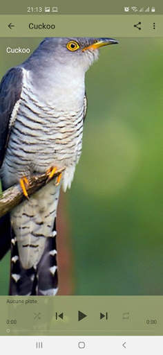Bird Sounds screenshot 3
