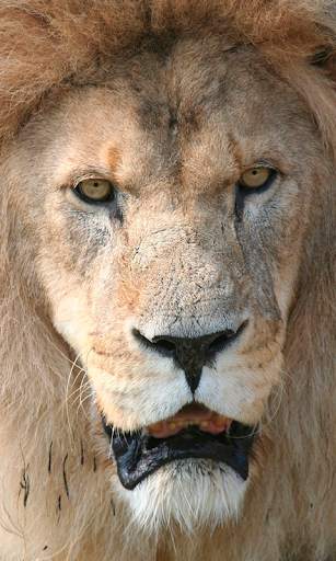 Lion Wallpapers HD (backgrounds & themes) screenshot 1