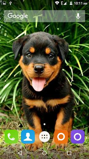 Rottweiler Dog Hd Wallpapers 3 تصوير الشاشة