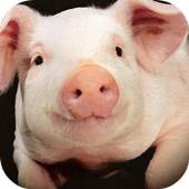 Pig Sounds Lite 1.0