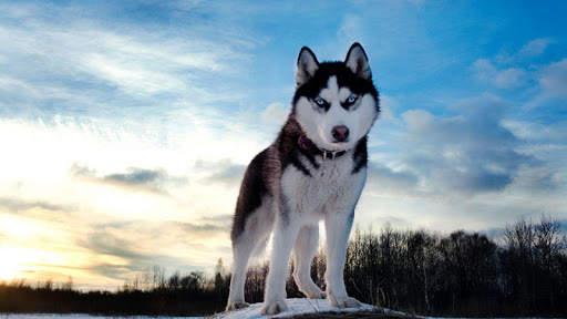 Husky Wallpapers screenshot 5