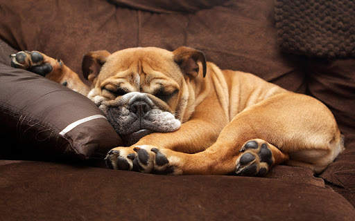 🐕 Bulldog Wallpapers - Dog Wallpapers screenshot 2