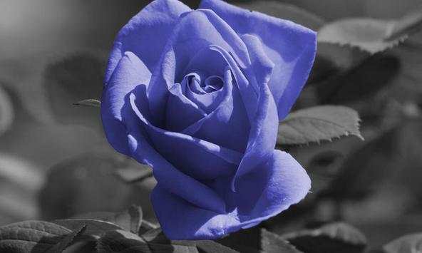 Blue roses wallpapers screenshot 2