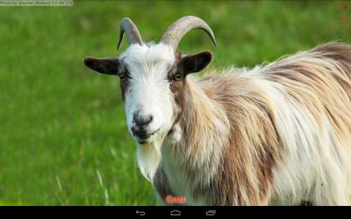 Domestic animals for kids screenshot 12