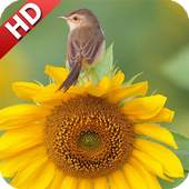 Sunflower Wallpaper 1.5