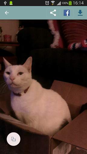 World Of Cats screenshot 6