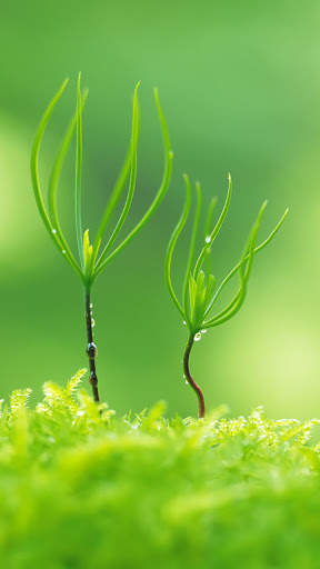 Macro HD Wallpaper screenshot 12