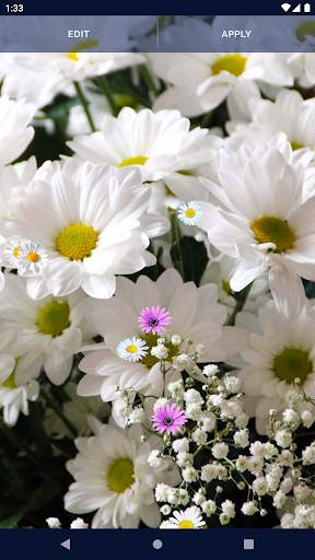 3D Daisy Spring Live Wallpaper screenshot 6
