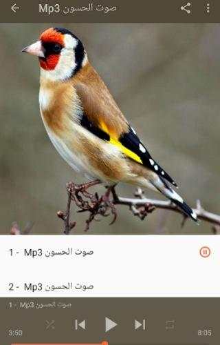 صوت الحسون اسمع واستمتع screenshot 2