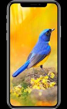 Bird Wallpapers screenshot 3