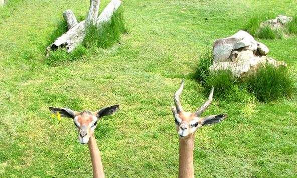 Gazelle wallpapers screenshot 2