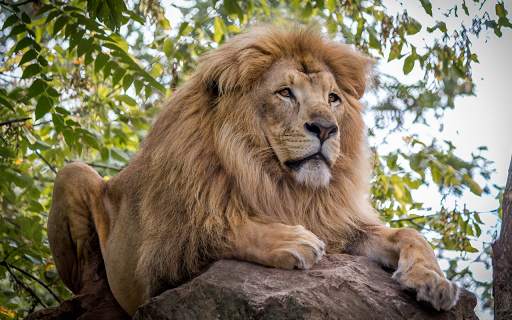 Lion Wallpapers HD (backgrounds & themes) screenshot 7