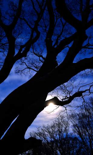 Moon Live Wallpapers screenshot 2