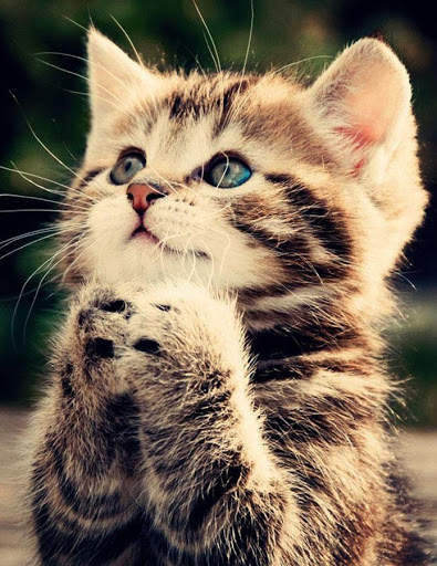 Cute Kitten Wallpaper screenshot 1