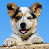 Funny Dogs Jigsaw Puzzles icon