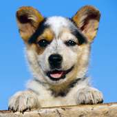 Funny Dogs Jigsaw Puzzles