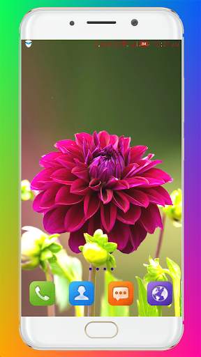 Flower Wallpaper HD screenshot 4
