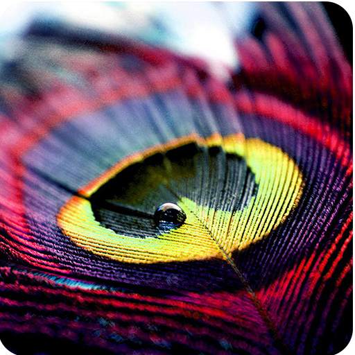Beautiful Feather Theme 3.9.5