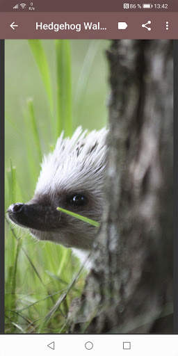 Hedgehog Wallpapers screenshot 4