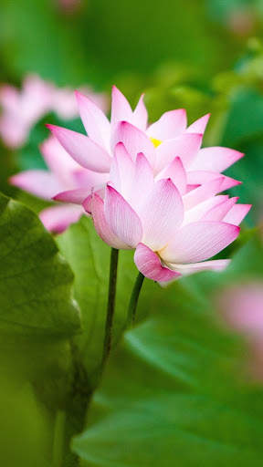 Lotus Wallpaper Best HD screenshot 16