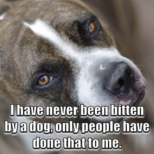 Animal Lover Quotes - Dog Lover Status - Cat Love screenshot 8