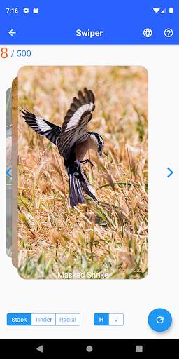 Birds of Jordan скриншот 4