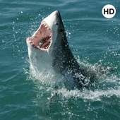 Shark Wallpaper 3D 1.0