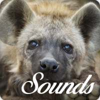 Hyena Sounds and Ringtone Audio icon