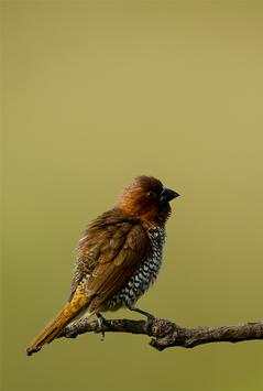 India Birds स्क्रीनशॉट 3