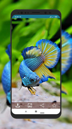 Wallpaper Ikan Cupang screenshot 1