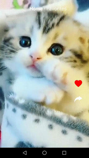 Kit Kot : Funny Cat Videos screenshot 7
