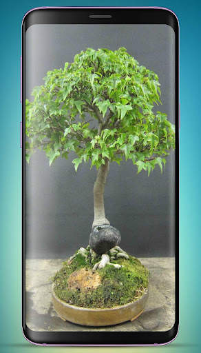 Bonsai Tree Wallpaper HD скриншот 3