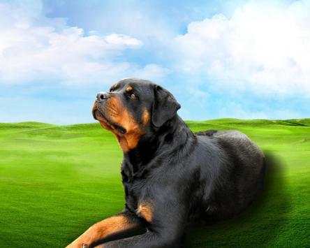 Rottweilers Dog New Wallpapers Themes screenshot 4