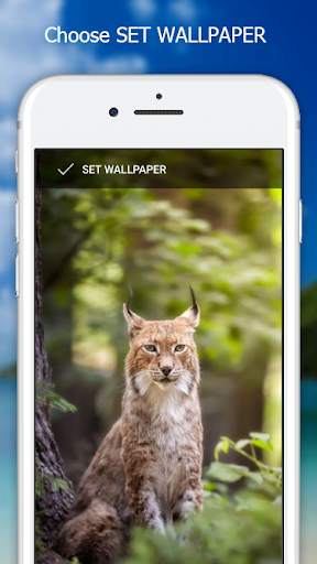 Cutie Cat Wallpaper screenshot 6
