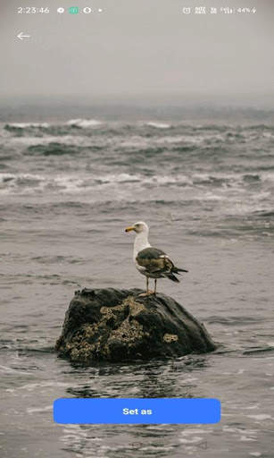Alone Bird Live Wallpaper screenshot 1