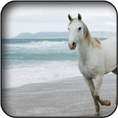 Horse wallpapers icon