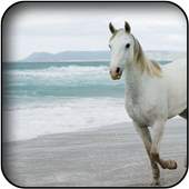 Horse wallpapers 26