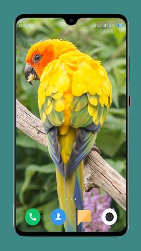 Parrot Wallpapers 4K screenshot 7