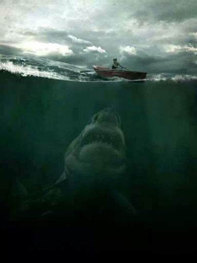 Shark Wallpapers HD screenshot 2