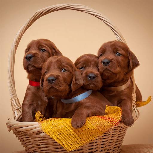 Cute Puppy Jigsaw Puzzles screenshot 2