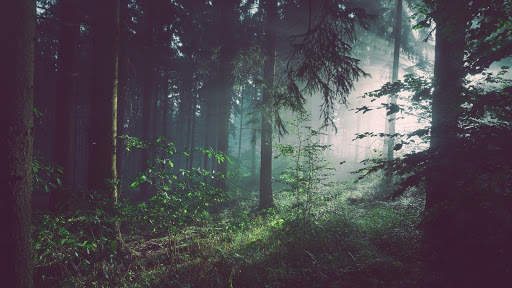 Forest Live Wallpaper screenshot 11
