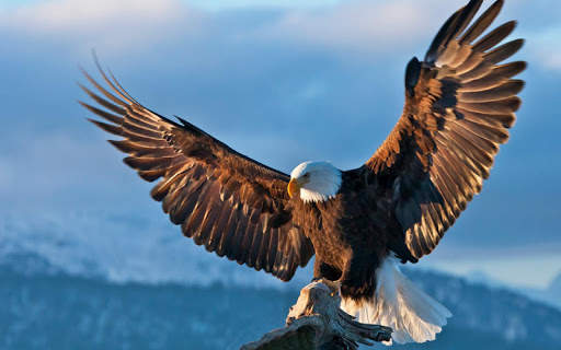 Eagle Live Wallpaper screenshot 8