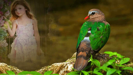 Dove Photo Frame screenshot 5
