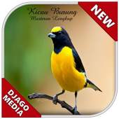 Ringtones Birds Master 1.0