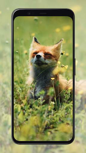 Fox Wallpapers screenshot 8
