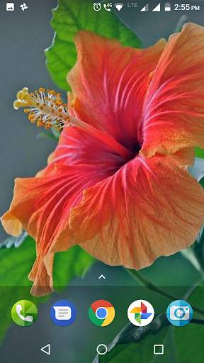 Hibiscus Flower Wallpaper Hd screenshot 2