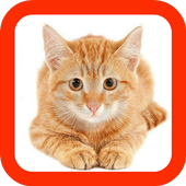 Cat Sounds Button icon
