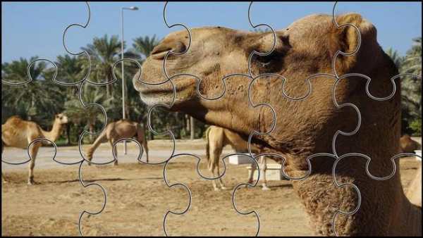 Camel Jigsaw Puzzles Game screenshot 5